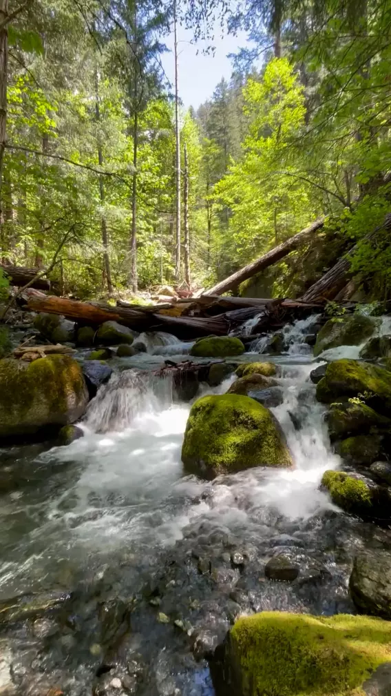 Nature scene