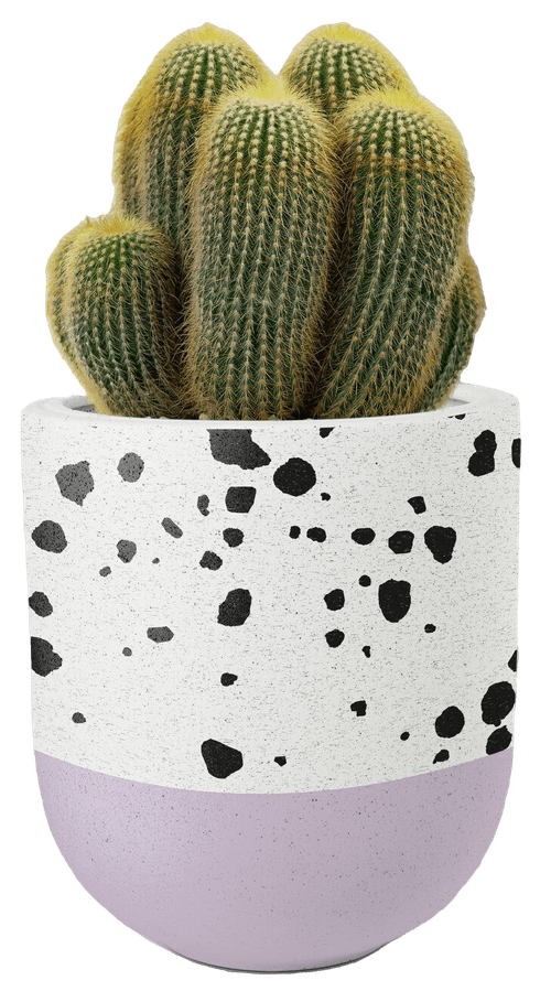 Flower Pot