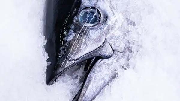 Fish Market