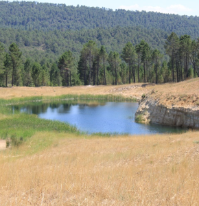 Laguna
