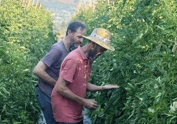 Tomates Coín